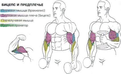 Exercițiu pentru biceps - ciocane (hummer), fie în formă