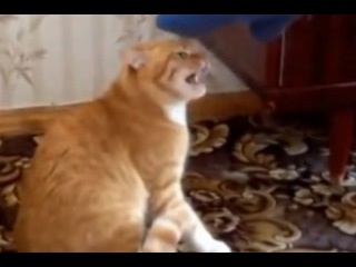 Daune la viata pisicii (este panica) arata pana la capat))) - clip, viziona online, descarca clipul incorect