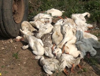 În satul ershovka animale de companie caine suge sânge de la gâște - chupacabra - știri