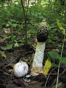 Funny common - forum, ciuperci de ciuperci si descrieri de ciuperci, fotografii, retete