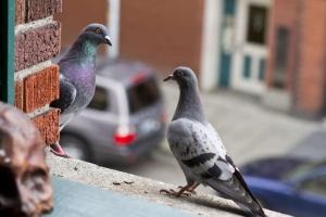 Îndepărtează mașina când mașina de spălat este pornită