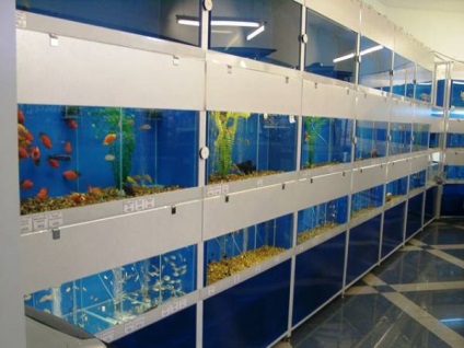 Selectarea și achiziționarea de pește pentru acvariu-2