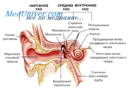 Selectarea planului piramidei osului temporal