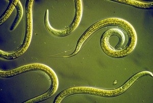 Tipuri de nematode nematode de cartofi de aur, rădăcină, tulpină, frunze - fotografii și semne