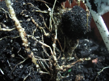 Tipuri de nematode nematode de cartofi de aur, rădăcină, tulpină, frunze - fotografii și semne