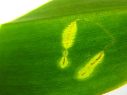 Tipuri de nematode nematode de cartofi de aur, rădăcină, tulpină, frunze - fotografii și semne