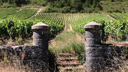 Borkészítés Burgundiában - bortermelés területre és a helyi szőlőfajták