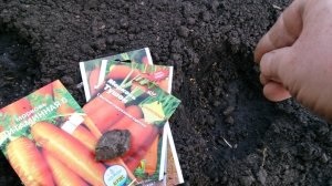 Grow sárgarépát tavaszi ültetés és gondozás titkok