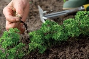 Morcovi în creștere în secretele de primăvară de plantare și de îngrijire