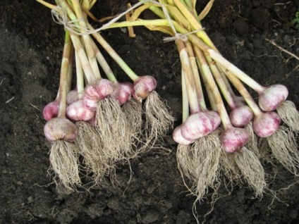Cultivarea usturoiului pe teren deschis cum să crească iarna, plantarea și îngrijirea, tehnologie, colectare