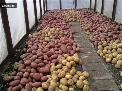 Cultivarea cartofilor
