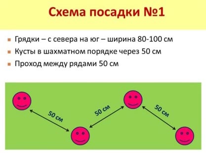 Вирощування полуниці, суниці