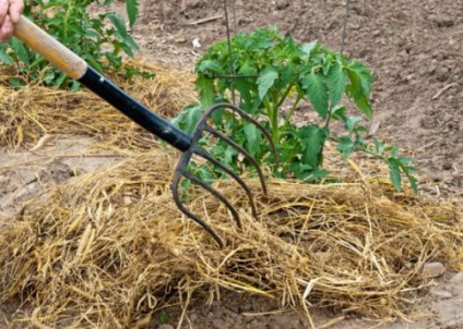 Plantarea răsadurilor de tomate într-o seră din policarbonat, modalități de plantare a unei tomate