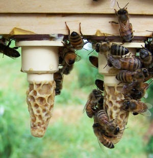Következtetés királynők - Méhek - File Catalog - Minden a méz és a méhek