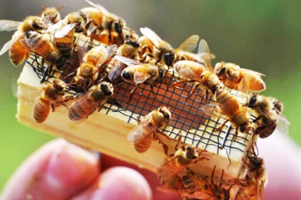 Következtetés királynők - Méhek - File Catalog - Minden a méz és a méhek