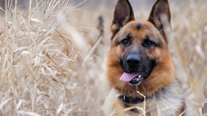 Câine ciobănesc est-european este o fotografie încântătoare a câinilor mari și a căței din această rasă