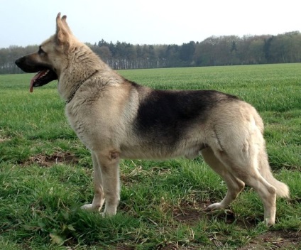 Câine ciobănesc est-european este o fotografie încântătoare a câinilor mari și a căței din această rasă