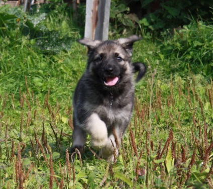 Câine ciobănesc est-european este o fotografie încântătoare a câinilor mari și a căței din această rasă