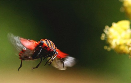Dăunători de mărar - lupta împotriva gândacilor verzi, a afidelor, a fotografiilor video