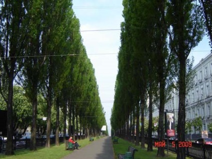 Totul despre plopul de la piramidal la argintiu - plop in gradina ta - portalul de flori