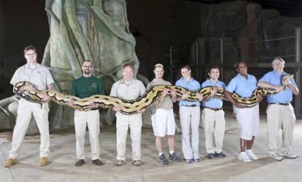 Nyitáskor egy óriás python emberek felfedezték egészben személy - a világon