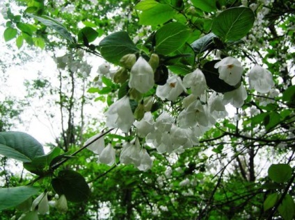 Chalasia, grădini de crin-de-vale-siberia