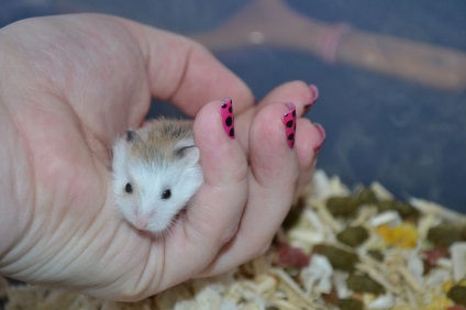 Hamster Roborovsky - fotografie, descriere și cât de mult trăiește