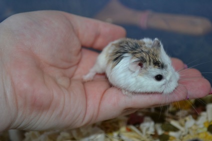 Hamster Roborovsky - fotografie, descriere și cât de mult trăiește