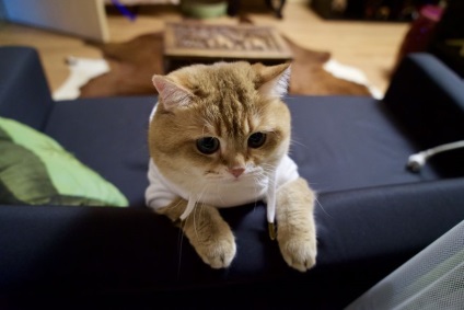 Hoshiko - pisica reala in cizme 25 fotografii - xoxo - prelungim viata)