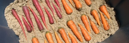 Depozitarea morcovului în rumeguș - alegeți videoclipul potrivit pentru rumegus