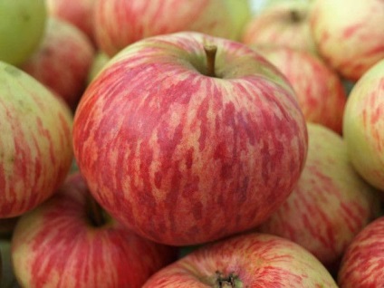 Peară Apple timpuriu (îmbunătățit) - o varietate populară de rezidenți de vară