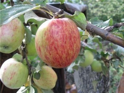 Peară Apple timpuriu (îmbunătățit) - o varietate populară de rezidenți de vară