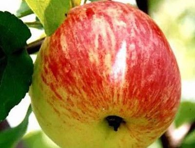 Peară Apple timpuriu (îmbunătățit) - o varietate populară de rezidenți de vară