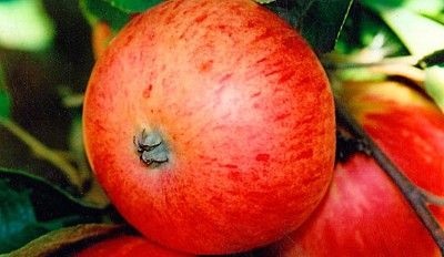 Peară Apple timpuriu (îmbunătățit) - o varietate populară de rezidenți de vară