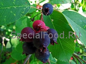 Berry carina - proprietăți utile și dăunătoare ale irigării de fructe de padure, valoare nutrițională