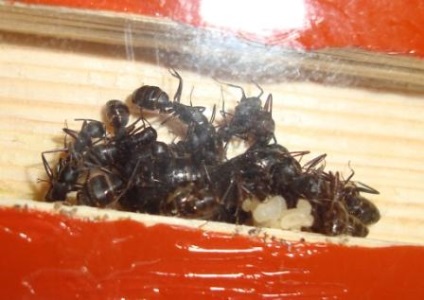 Vierme japoneze de furnici, club de furnici