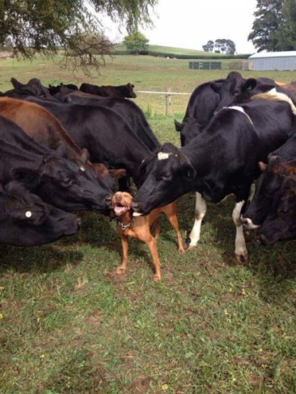 Animale amuzante care vă vor provoca zâmbetul (18 fotografii)