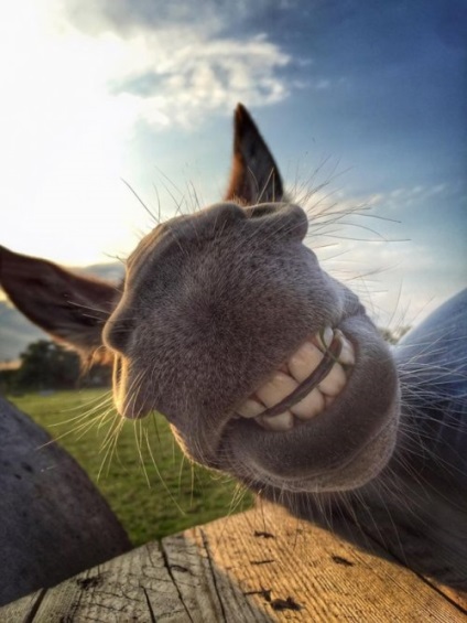 Animale amuzante care vă vor provoca zâmbetul (18 fotografii)