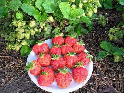 Căpșunul de căpșuni va fi mulțumit cu fructe de padure coapte toată vara