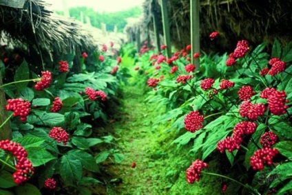 Imagini ginseng - cum să determinați asta înainte de a vă ginseng