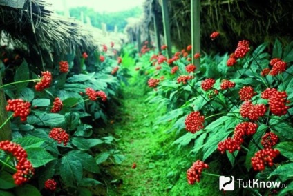 Aplicația Ginseng, rețete, produse achiziționate