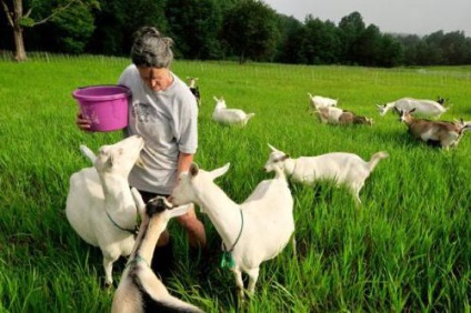 Ferme familiale de animale