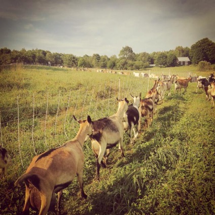 Ferme familiale de animale