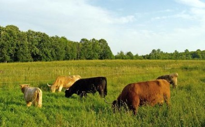 Ferme familiale de animale