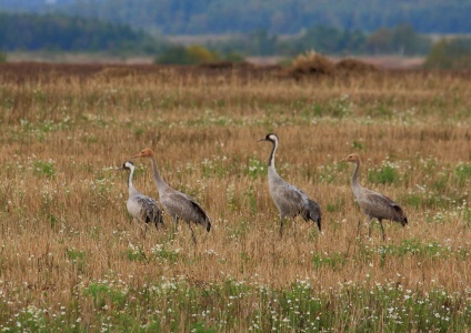 Crane description, istorie, excursii, adresa exacta