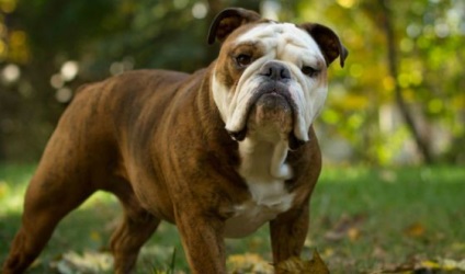 15 Cele mai populare rase canine din Rusia, fapte interesante
