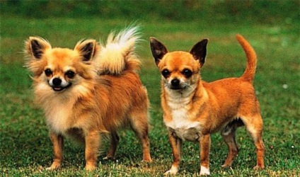 15 Cele mai populare rase canine din Rusia, fapte interesante