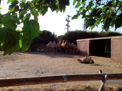 Atena Zoo