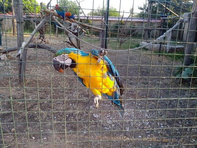 Atena Zoo