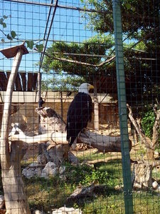 Atena Zoo